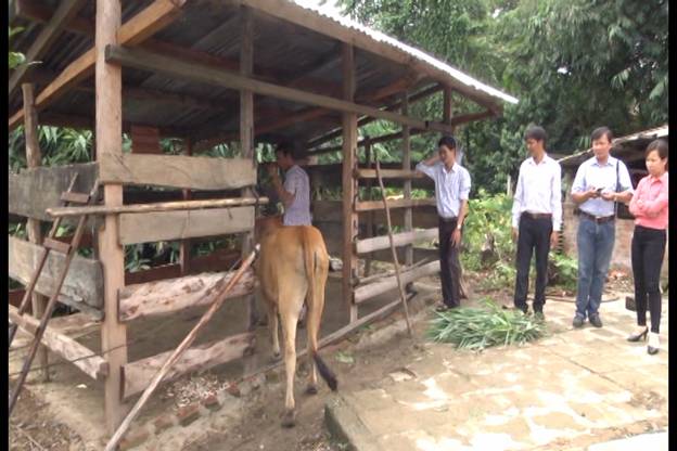 Triển vọng nuôi bò nhóm hộ