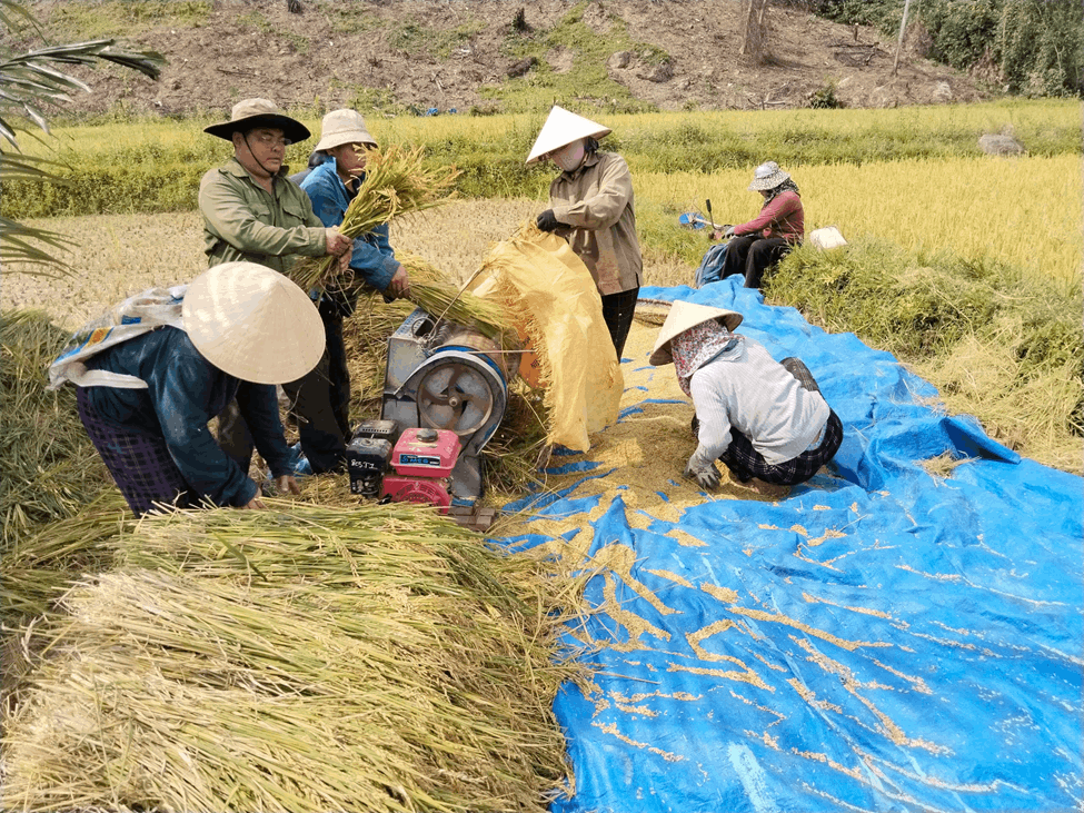 Nhóm hộ nông dân giúp nhau thu hoạch lúa Đông Xuân kịp thời vụ